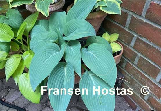 Hosta Chiemsee blaue Taube